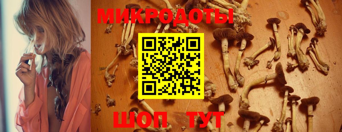 Галлюциногенные грибы Psilocybe  Шебекино 